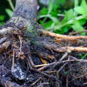 Comment détruire les racines d'arbustes naturellement sans produits chimiques ? 5 astuces imbattables