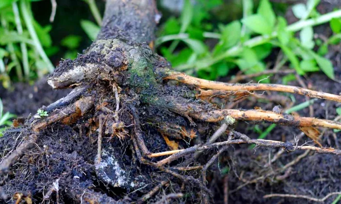 comment enlever les racines d un arbuste