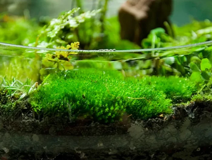 comment entretenir la sphaigne en terrarium