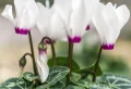 Comment faire fleurir des cyclamens rapidement ? Le guide pratique
