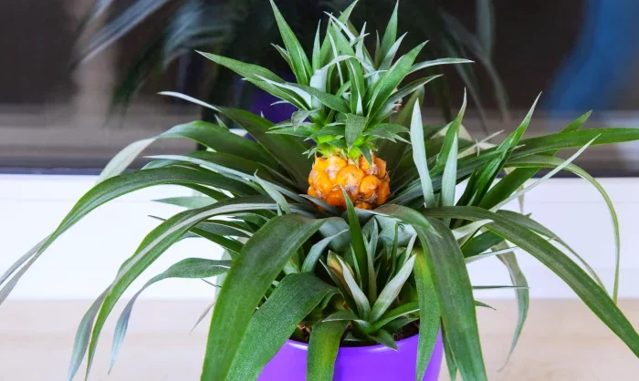 comment faire fleurir un ananas