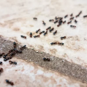 Comment faire fuir les fourmis de la maison et des plantes de manière naturelle ?