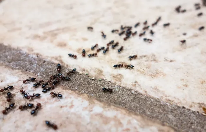 comment faire fuir les fourmis astuces de grand mere