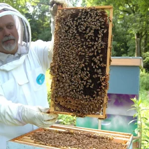Comment faire hiverner les colonies d'abeilles au jardin ? Suivez leurs règles