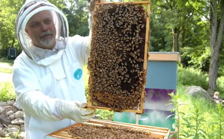 comment faire hivernage les abeilles avec volet immerge tarte dabeille que montre homme ala barbe