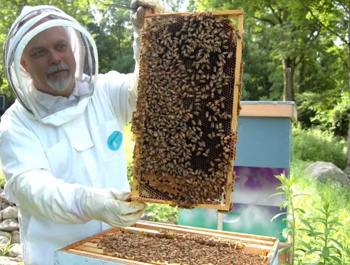 comment faire hivernage les abeilles avec volet immerge tarte dabeille que montre homme ala barbe