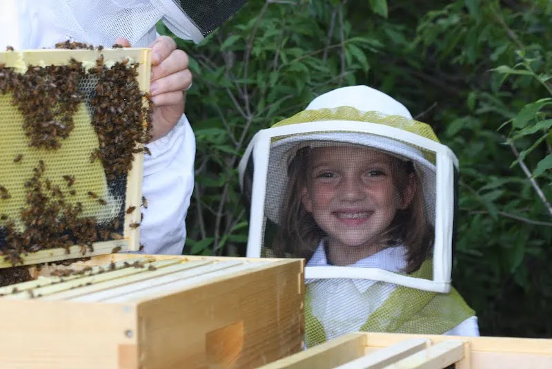 comment faire hiverner les abeilles au jardin traitement de ruche homme et enfant
