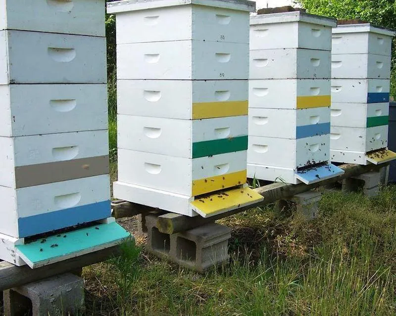 comment faire hiverner les abeilles3 ruches blanches