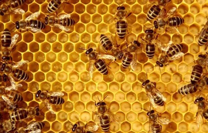 comment faire hiverner les colonies d'abeilles au jardin famille dabeilles