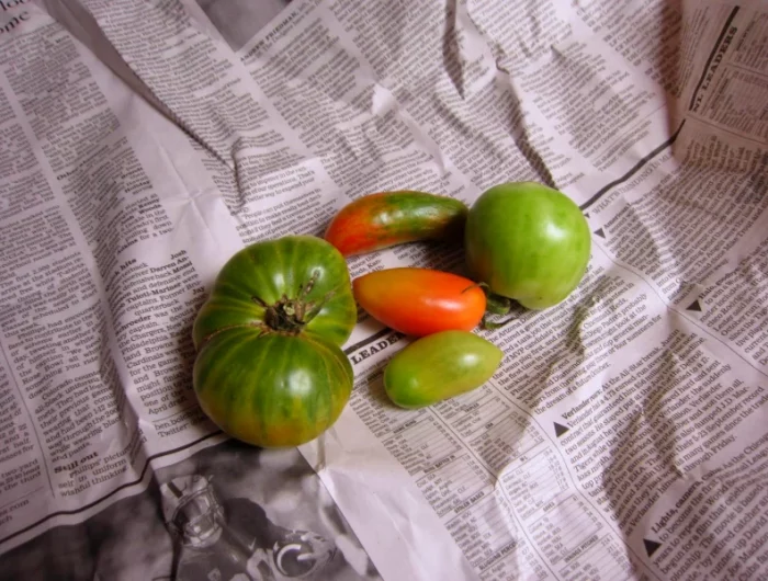 comment faire murir les tomates vertes