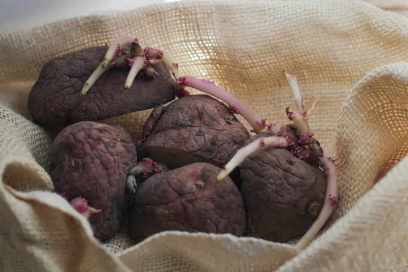 comment faire pour que les pommes de terre ne germent pas