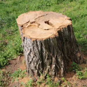 Comment faire pourrir une souche d'arbre rapidement et sans stress