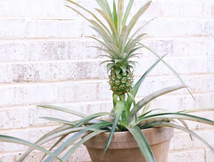 comment faire pousser un ananas dans un pot