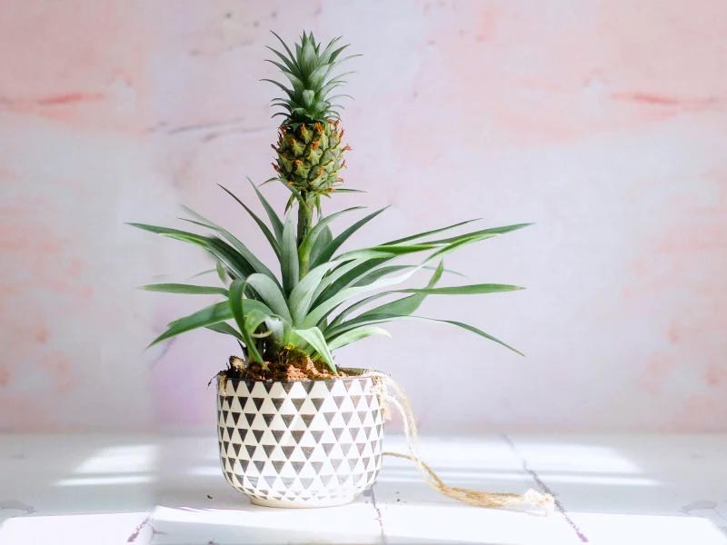 comment faire pousser un ananas en pot blanc a la maison