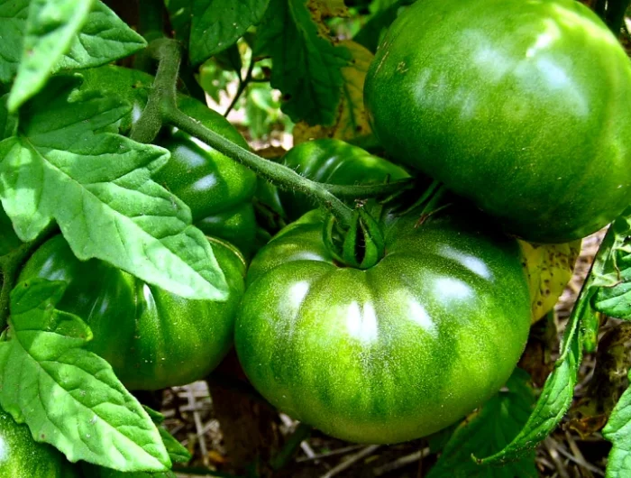 comment garder les plant detomates vertes en automne