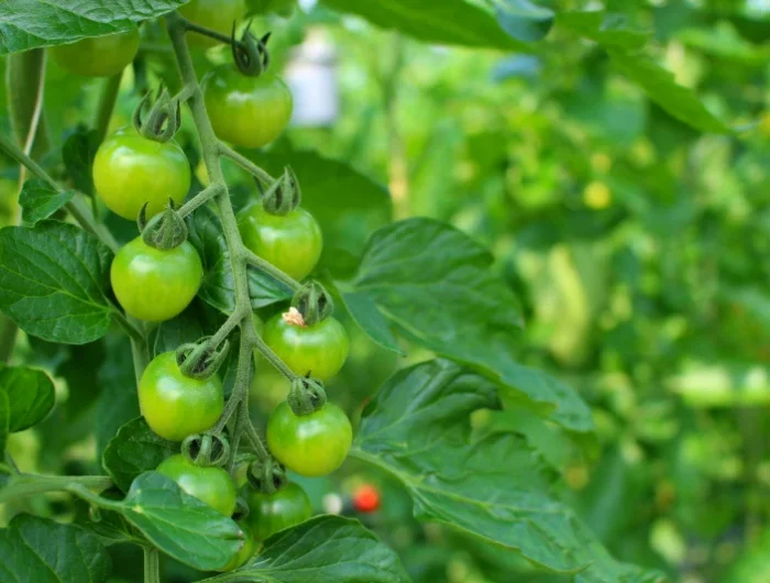 comment garder ses plants de tomates en automne