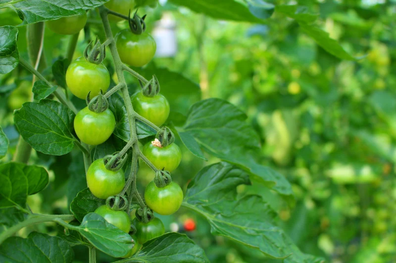 comment garder ses plants de tomates en automne