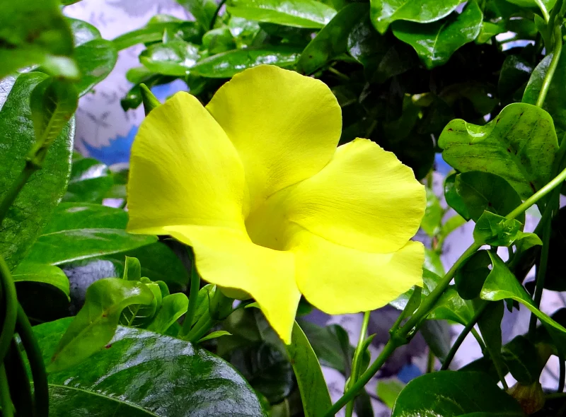 comment garder un dipladenia pendant l hiver fleur jaune