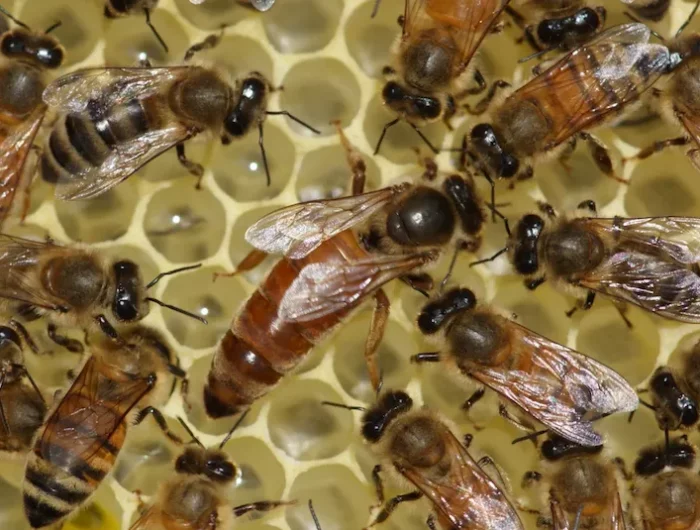 comment hiverner les ruches pour la reine parmi les abeilles