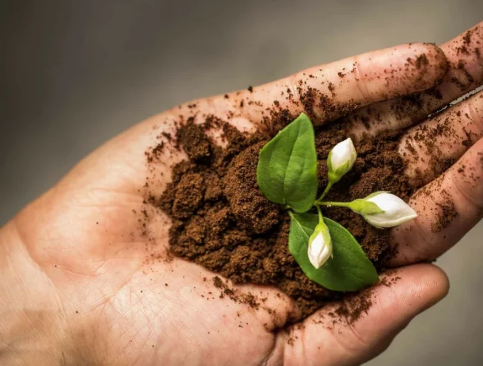 comment le marc de cafe affecte t il le sol main terre plante