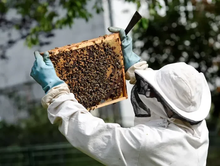 comment les abeilles survivent en hiver tarte mise au centre