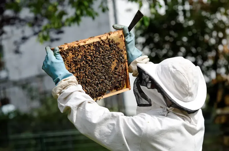 comment les abeilles survivent en hiver tarte mise au centre