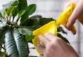 Comment nettoyer les feuilles des plantes grasses ?
