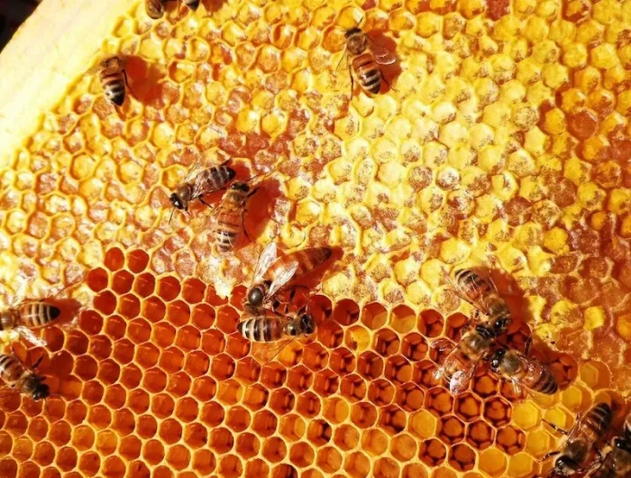 comment nourrir les abeilles lhiver tarte de miel