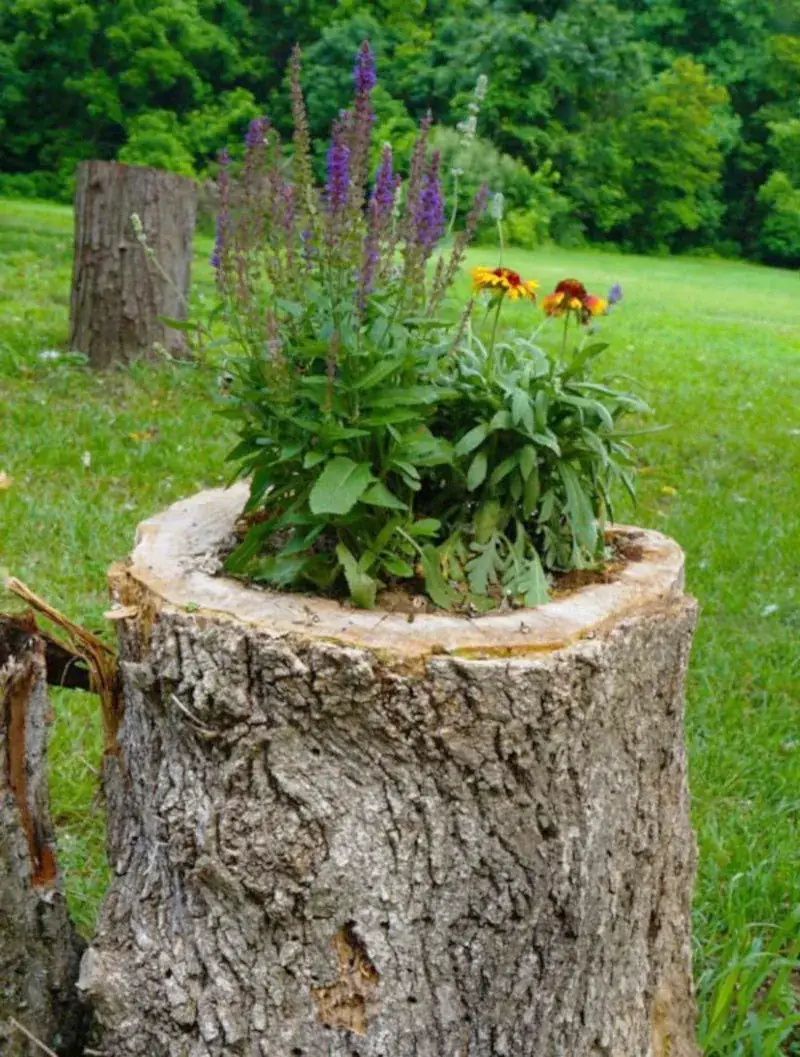 comment planter des fleurs dans une souche d arbre