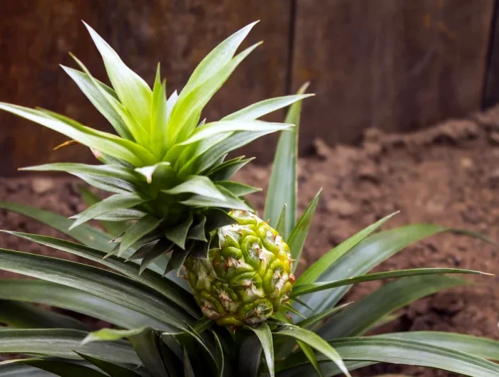 comment planter un ananas en pot en 3 etapes