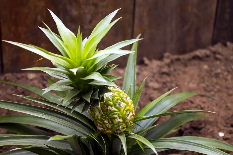 comment planter un ananas en pot en 3 etapes