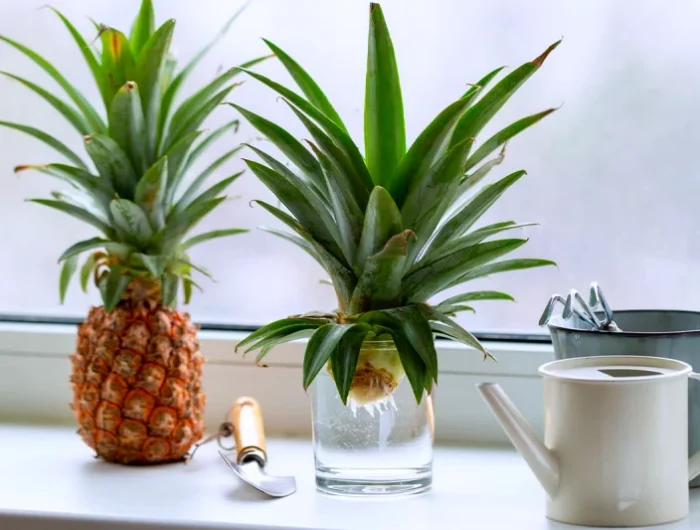 comment planter un ananas en pot maison