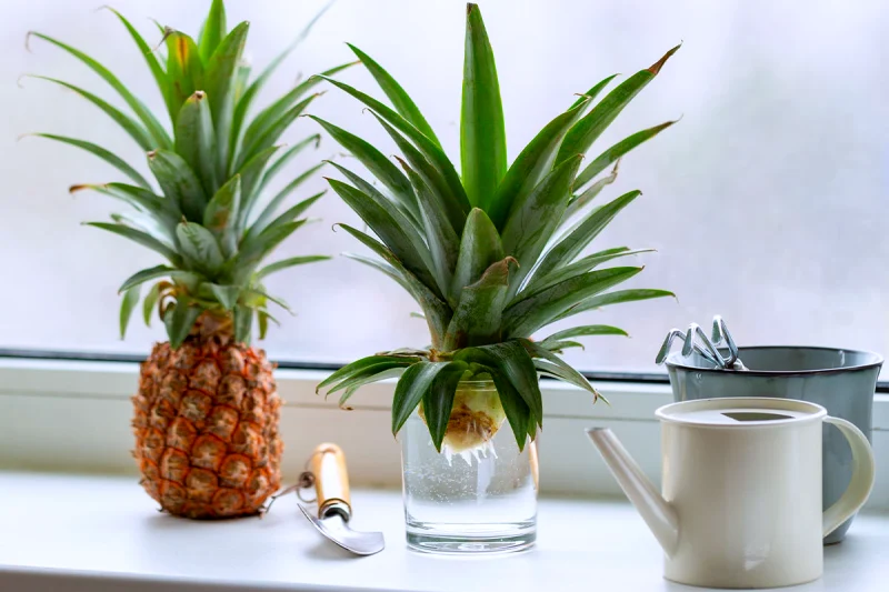 comment planter un ananas en pot maison