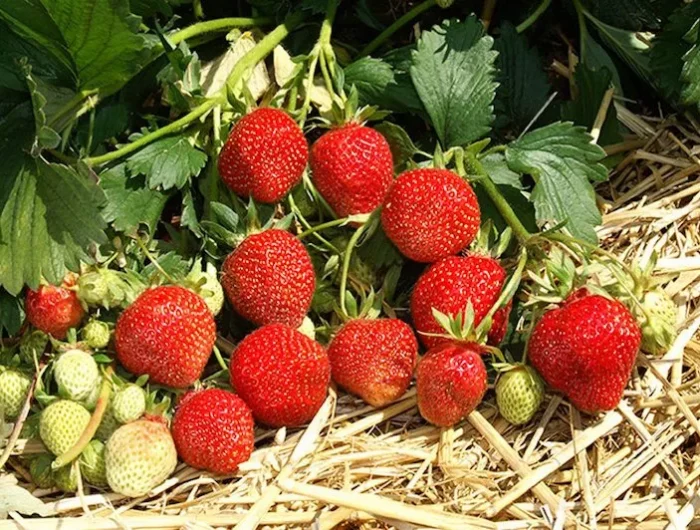 comment preparer les fraisiers pour lh espece victoriai