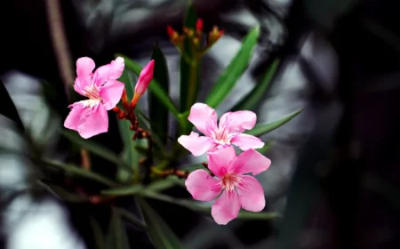 comment proteger laurier rose en terre en hiver petales fleurs