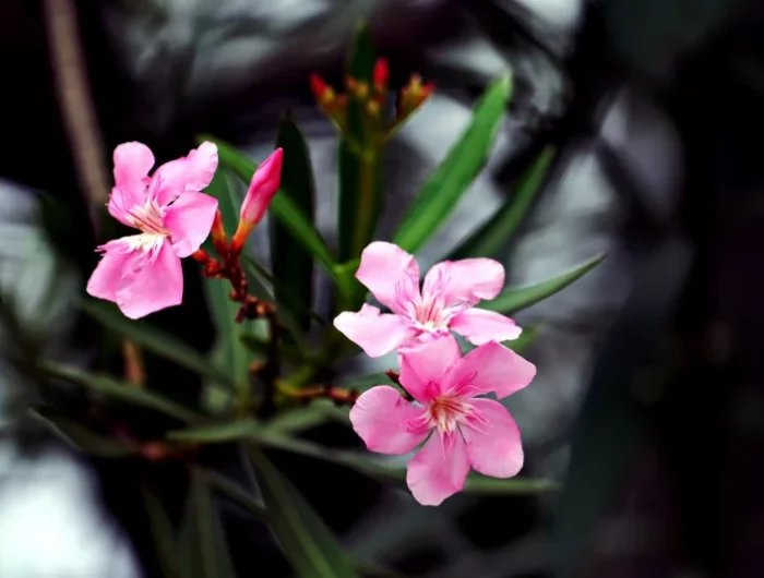 comment proteger laurier rose en terre en hiver petales fleurs