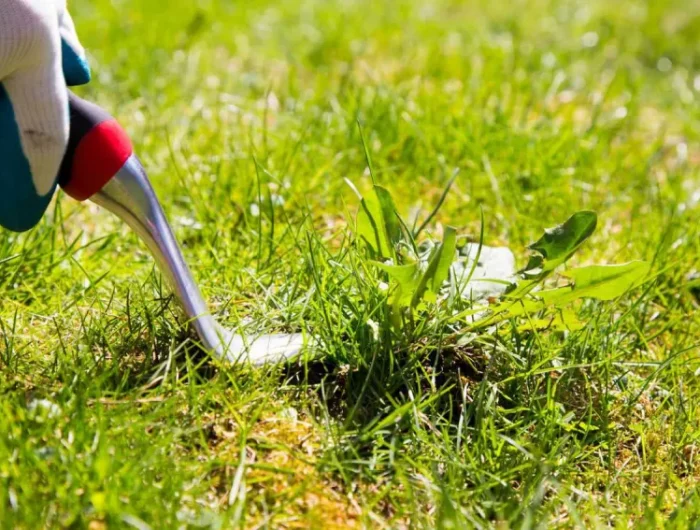 comment proteger le sol des mauvaises herbesdeserbage al outil