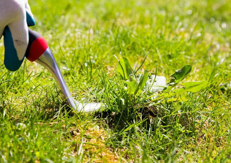 comment proteger le sol des mauvaises herbesdeserbage al outil