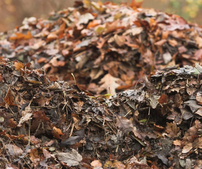 comment proteger les plantes en hiver idée feuilles mortes paillis jardin organique