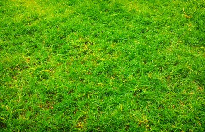 comment refaire completement une pelouse gazon vert