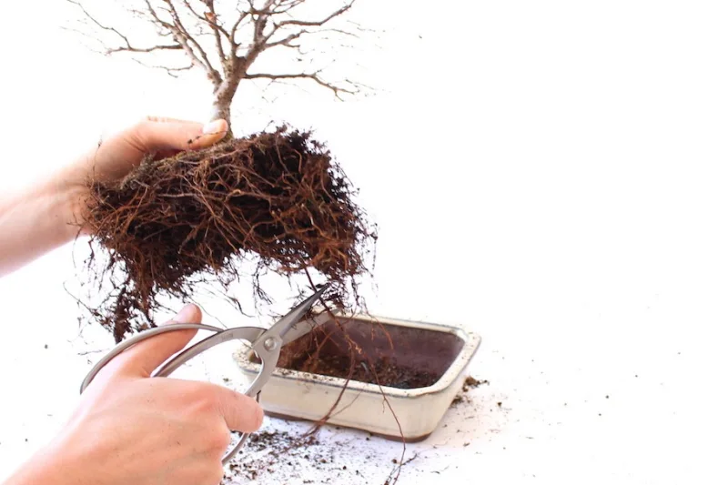 comment rempoter un bonsai periode technique outil ciseaux