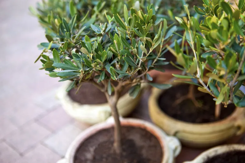 comment reussir la culture de l olivier en pot