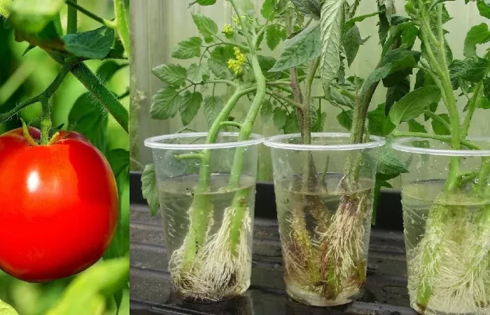 comment reussir le bouturage des plants de tomates