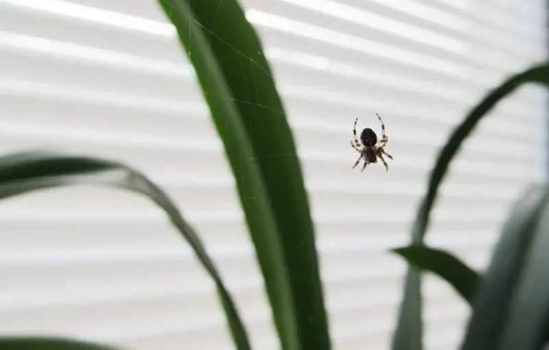Comment se débarrasser des araignées dans la maison de manière ...