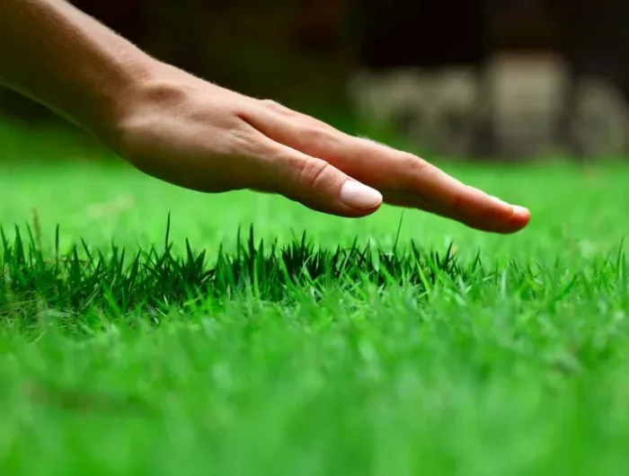 comment se debarrasser des mauvaises herbes rampantes une main sur un gazon