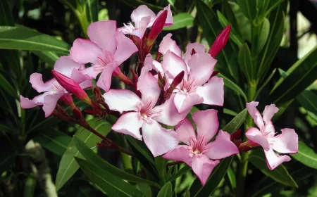comment stimuler la floraison du laurier rose conseils