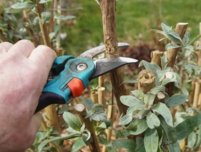 comment tailler arbuste ornemental quand outils jardinage entretien