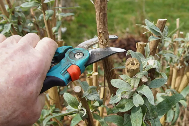 comment tailler arbuste ornemental quand outils jardinage entretien