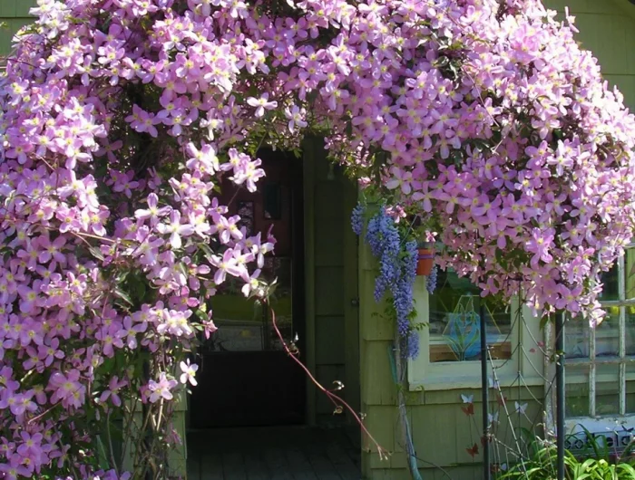 comment tailler la vigne sur une pergola clematite rose au fond une maison