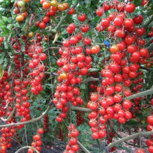 Comment tailler le pied de tomate cerise pour l'hiver ? Conseils simples des experts